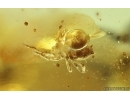 2 Leaves, Spider and Wasp. Fossil inclusions in Ukrainian Rovno amber #14868R