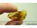 2 Leaves, Spider and Wasp. Fossil inclusions in Ukrainian Rovno amber #14868R