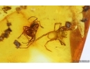 Spider and Ant. Fossil inclusions in Baltic amber #14869