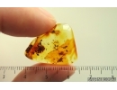 Spider and Ant. Fossil inclusions in Baltic amber #14869