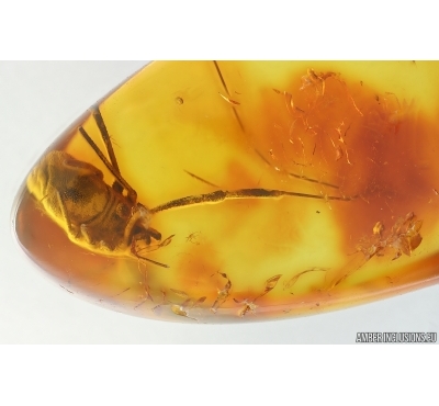 Nice Harvestman Opiliones. Fossil inclusion in Baltic amber #14870