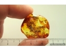 Woodlice Isopoda and Dipterans. Fossil Inclusions Ukrainian Rovno amber stone #14871R