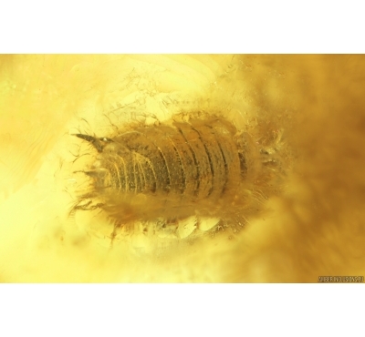 Woodlice Isopoda and Dipterans. Fossil Inclusions Ukrainian Rovno amber stone #14871R