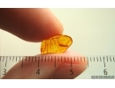 Nice Caterpillar Lepidoptera. Fossil inclusion in Baltic amber #14872