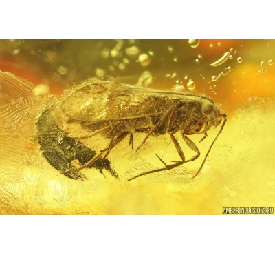 Nice Moth Lepidoptera, Beetle and More. Fossil inclusions Baltic amber stone #14873