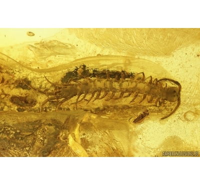 Centipede Lithobiidae and More. Fossil insects in Baltic amber #14874