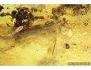 Extremely Rare, Big Ship-timber Beetle Lymexylidae. Fossil insect in Baltic amber #14877