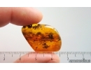 Extremely Rare, Big Ship-timber Beetle Lymexylidae. Fossil insect in Baltic amber #14877
