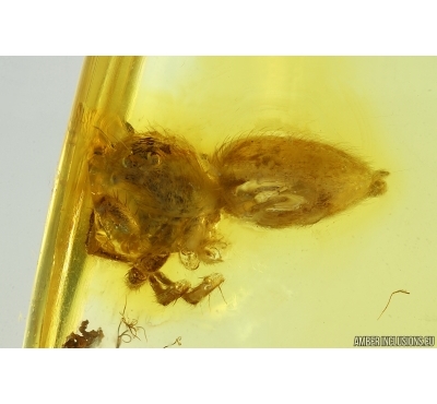 Jumping Spider Salticidae and Mite Acari. Fossil inclusions Baltic amber #14880
