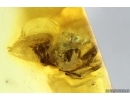 Jumping Spider Salticidae and Mite Acari. Fossil inclusions Baltic amber #14880