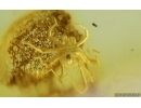 Jumping Spider Salticidae and Mite Acari. Fossil inclusions Baltic amber #14880