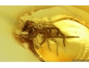 Jumping Spider Salticidae. Fossil inclusion in Baltic amber #14881