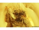 Jumping Spider Salticidae. Fossil inclusion in Baltic amber #14881