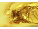 Jumping Spider Salticidae. Fossil inclusion in Baltic amber #14881