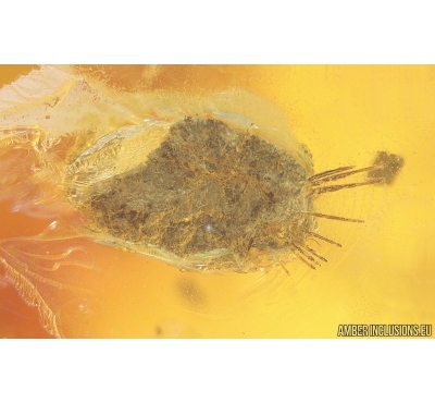 Unusual Inclusion, coprolite and more. Fossil inclusions Baltic amber #14882