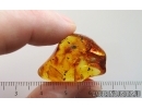 Unusual Inclusion, coprolite and more. Fossil inclusions Baltic amber #14882