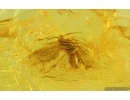 Moth Lepidoptera. Fossil inclusion Baltic amber stone #14884