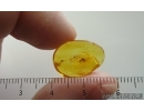 Moth Lepidoptera. Fossil inclusion Baltic amber stone #14884
