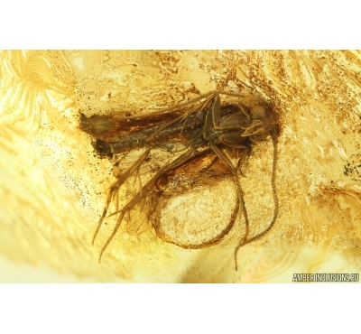 Moth Lepidoptera. Fossil inclusion Ukrainian Rovno amber #14885R