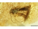 Moth Lepidoptera. Fossil inclusion Ukrainian Rovno amber #14885R