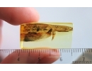 Moth Lepidoptera. Fossil inclusion Ukrainian Rovno amber #14885R