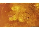 Millipede Polyxenidae and Dipterans. Fossil inclusions in Big 41g Baltic amber stone #14886