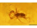 Millipede Polyxenidae and Dipterans. Fossil inclusions in Big 41g Baltic amber stone #14886