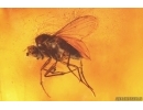 Millipede Polyxenidae and Dipterans. Fossil inclusions in Big 41g Baltic amber stone #14886