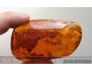 Millipede Polyxenidae and Dipterans. Fossil inclusions in Big 41g Baltic amber stone #14886