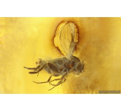 Scuttle Fly Phoridae and Dark-Winged fungus gnat Sciaridae. Fossil insects Ukrainian Rovno amber #14887R