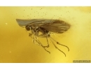 Scuttle Fly Phoridae and Dark-Winged fungus gnat Sciaridae. Fossil insects Ukrainian Rovno amber #14887R