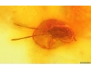 Fungus gnat Mycetophilidae  with Mite Arachnida. Fossil inclusions in Baltic amber #14888