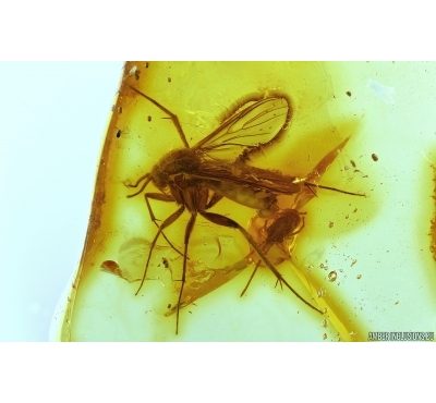 Fungus gnat Mycetophilidae  with Mite Arachnida. Fossil inclusions in Baltic amber #14888