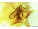 Fungus gnat Mycetophilidae  with Mite Arachnida. Fossil inclusions in Baltic amber #14888