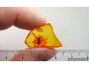 Fungus gnat Mycetophilidae  with Mite Arachnida. Fossil inclusions in Baltic amber #14888