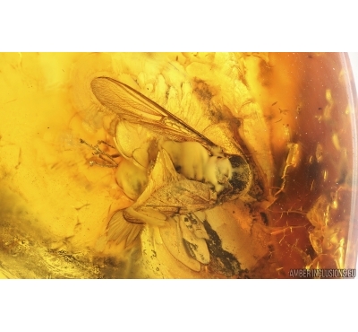 Rare small-headed Fly (Spider fly) Acroceridae. Fossil insect in Baltic amber #14890