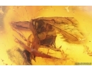 Rare small-headed Fly (Spider fly) Acroceridae. Fossil insect in Baltic amber #14890