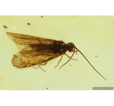 Nice Caddisfly Trichoptera. Fossil insect in Ukrainian Rovno amber #14891R