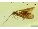 Nice Caddisfly Trichoptera. Fossil insect in Ukrainian Rovno amber #14891R