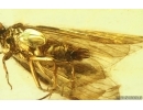 Nice Caddisfly Trichoptera. Fossil insect in Ukrainian Rovno amber #14891R