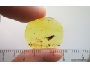 Nice Caddisfly Trichoptera. Fossil insect in Ukrainian Rovno amber #14891R