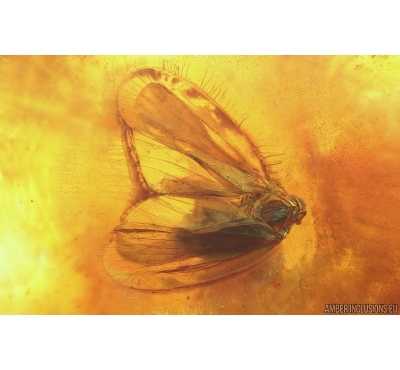 Nice Planthopper Fulgoromorpha Achilidae and More. Fossil inclusions Baltic amber #14892