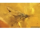 Nice Planthopper Fulgoromorpha Achilidae and More. Fossil inclusions Baltic amber #14892