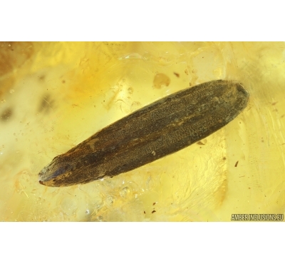 Nice Leaf. Fossil inclusion in Ukrainian Rovno amber stone #14893R