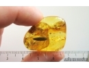 Nice Leaf. Fossil inclusion in Ukrainian Rovno amber stone #14893R