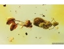Flowers, Ant, Leaf and Millipede. Fossil inclusions in Baltic amber #14894