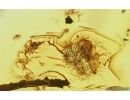 Flowers, Ant, Leaf and Millipede. Fossil inclusions in Baltic amber #14894
