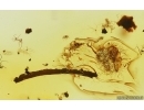 Flowers, Ant, Leaf and Millipede. Fossil inclusions in Baltic amber #14894
