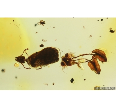 Flowers, Ant, Leaf and Millipede. Fossil inclusions in Baltic amber #14894