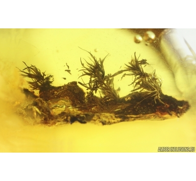 Nice Moss Bryophyta. Fossil Inclusion in Baltic amber #14895